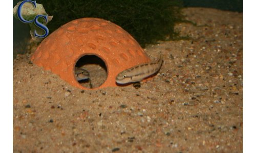 Telmatochromis spec zaire